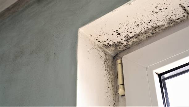 Best Mold Odor Removal Services  in Farrell, PA