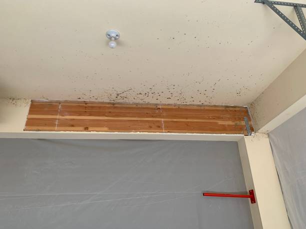 Best Biohazard Mold Removal  in Farrell, PA