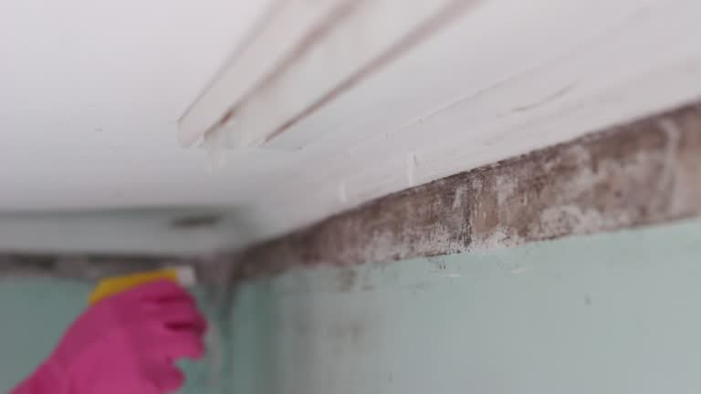 Best Commercial Mold Inspection  in Farrell, PA