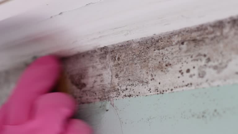 Best Black Mold Removal  in Farrell, PA